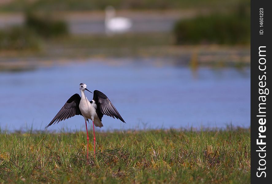 Black-winged Stilt Himantopus Himantopus