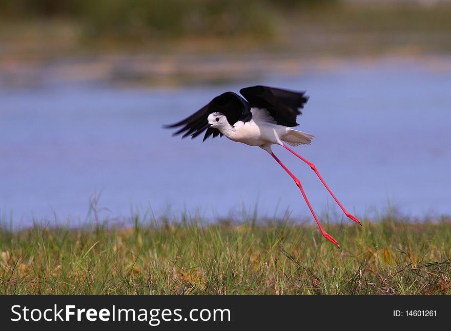 Black-winged Stilt Himantopus Himantopus