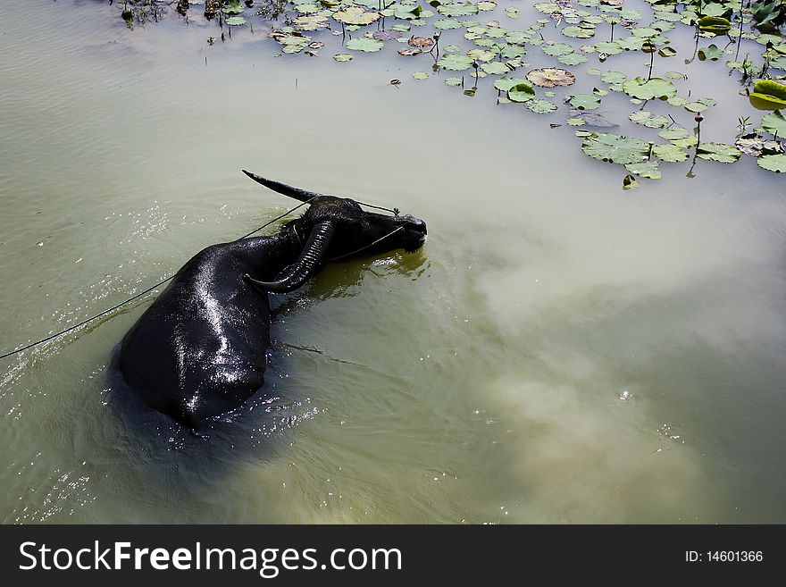 Black Thai Buffalo in the lotus pool