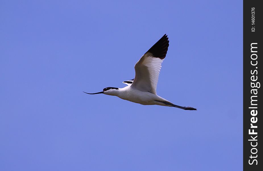 Pied Avocet, Recurvirostra avosetta, in ornithological reserve