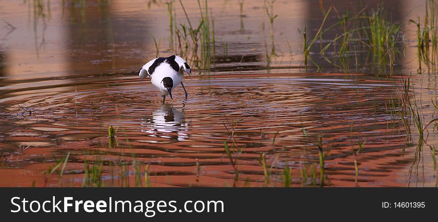 Pied Avocet, Recurvirostra avosetta