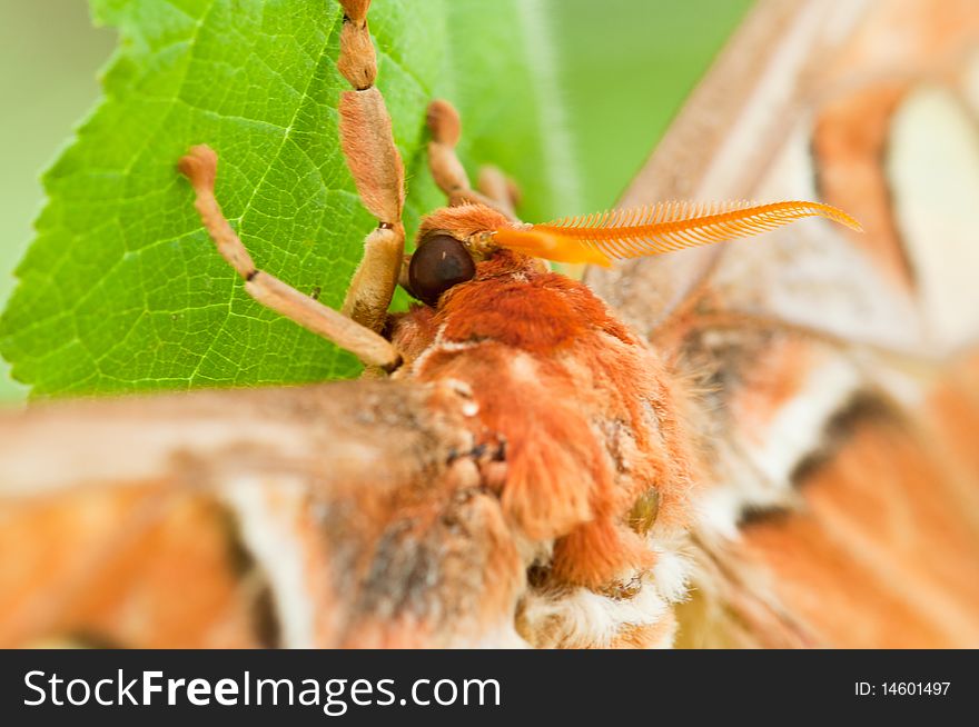 A Closeup of Atlas Moth