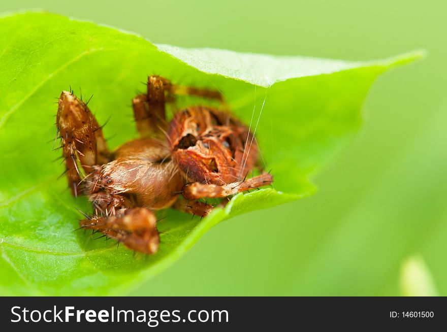 A Close up of Orb Weaver Spider on Its Slightly Secured Leaf.