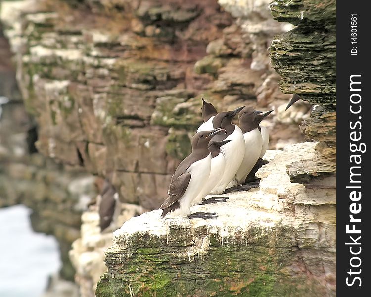 Common Guillemots at Duncansby Head (Scotland) of which one is having a small fish in its bill. Common Guillemots at Duncansby Head (Scotland) of which one is having a small fish in its bill