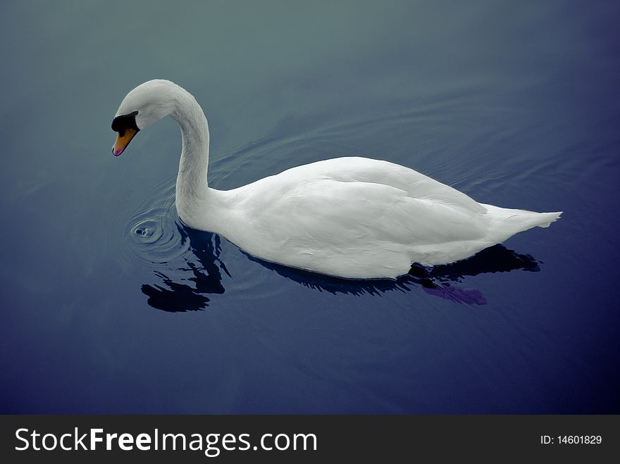 Beautiful swan swimming on the dark water of a lake. Beautiful swan swimming on the dark water of a lake