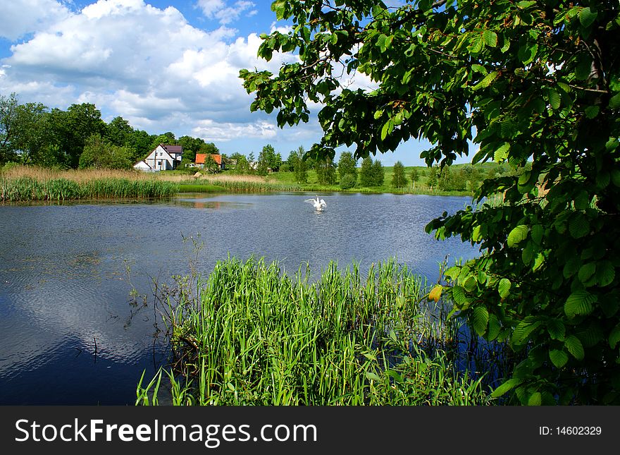 Farm in a secluded lake surrounded by wild trees and reeds. Farm in a secluded lake surrounded by wild trees and reeds.