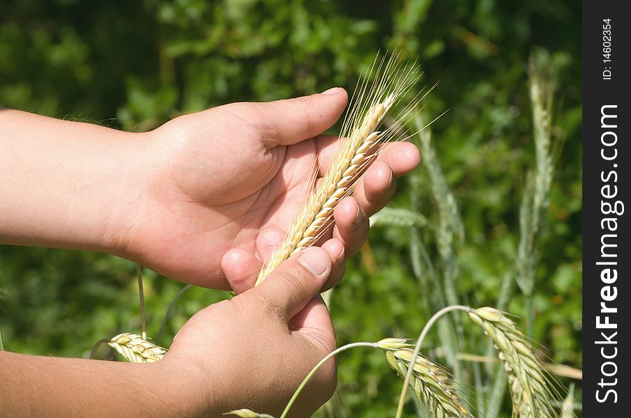 Ears of wheat in the hands of