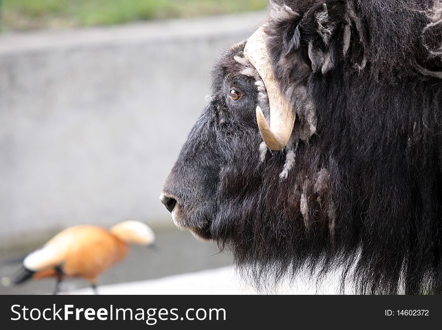A black musk-ox in the moscower zoo. A black musk-ox in the moscower zoo