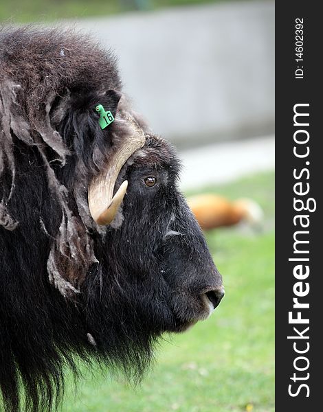 A black musk-ox in the moscower zoo. A black musk-ox in the moscower zoo