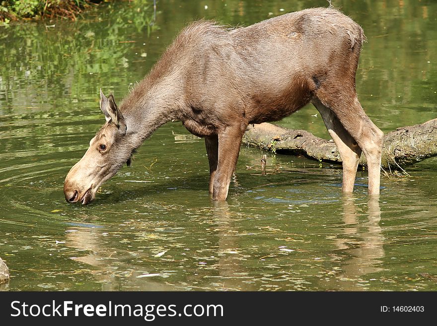 Moose Standing In The Water And Drinking