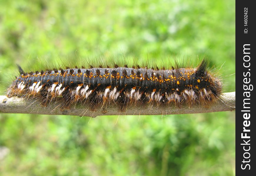Large colored caterpillar on green background. Large colored caterpillar on green background