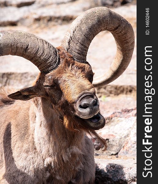 A caucasian goat in the moscower zoo. A caucasian goat in the moscower zoo