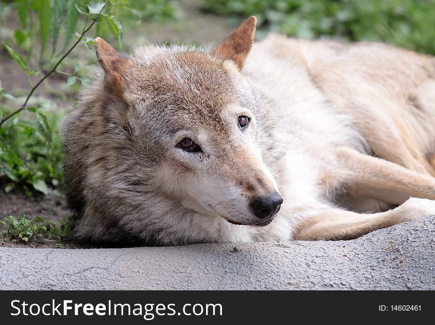 A wolf in the moscower zoo