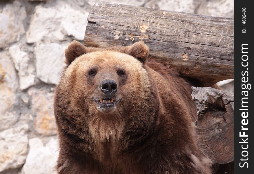 A brown bear in the moscower zoo