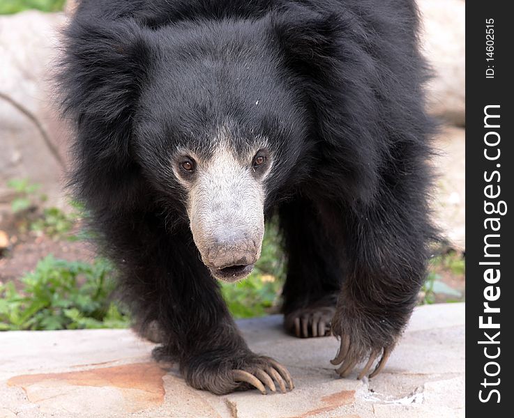 A black bear in the moscower zoo