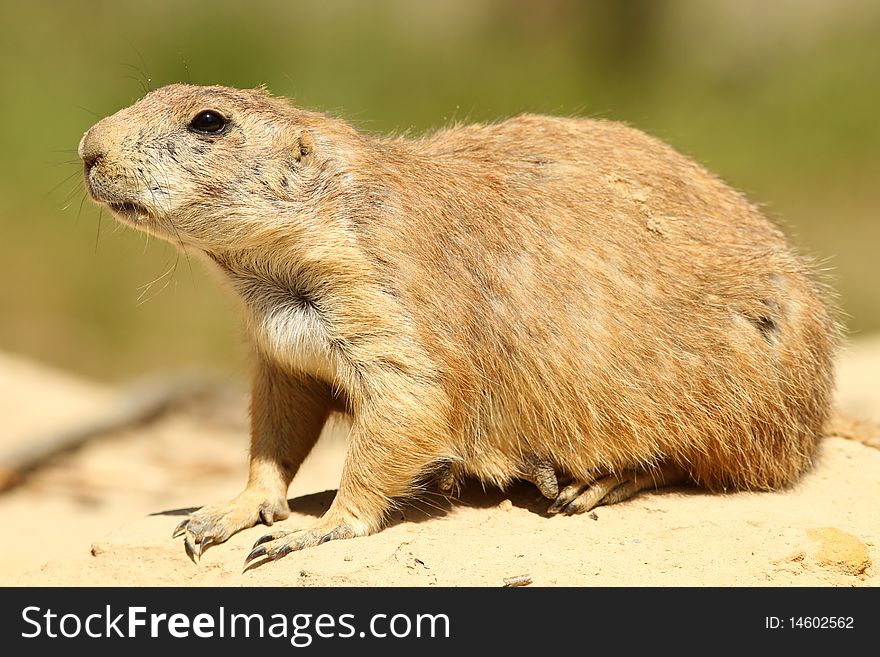 Animals: Prairie dog sitting on a sandy hill