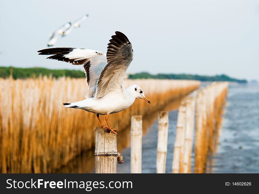 Seagull on pole at Bangpu ,Thailand