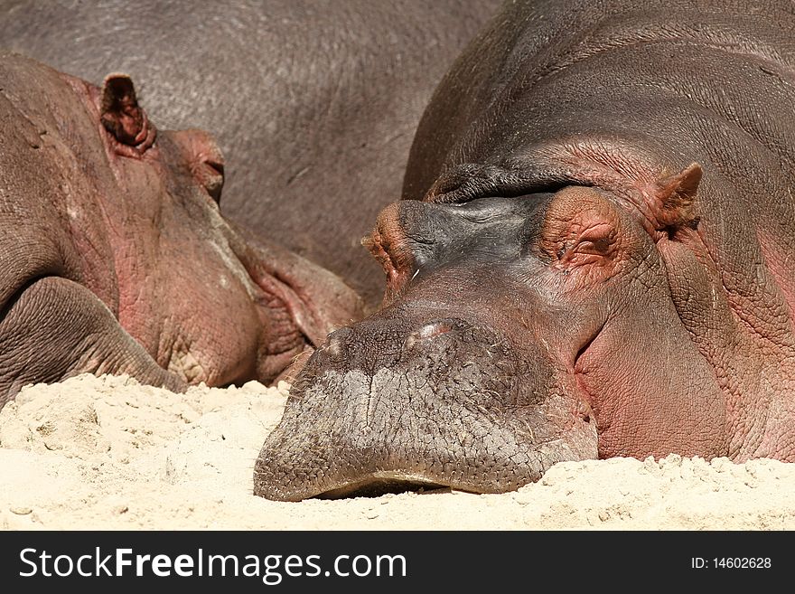 Hippo Laying In The Sand And Sleeping