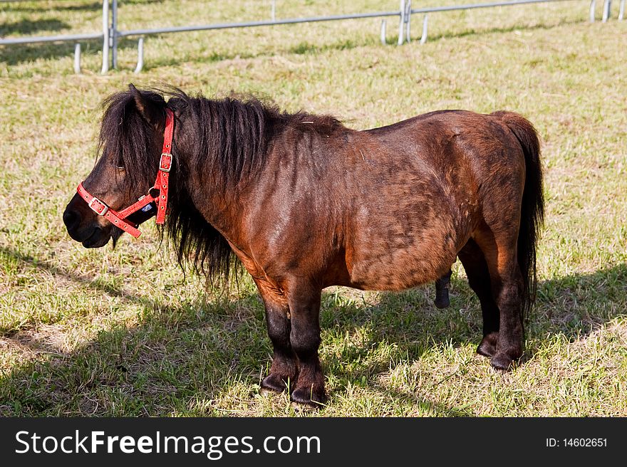 An image of mini dwarf horse in a pasture at a farm
