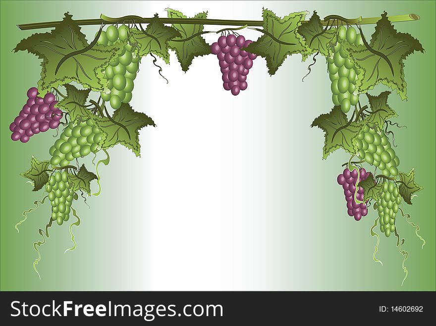 Frame with grapes at the green background. Frame with grapes at the green background.