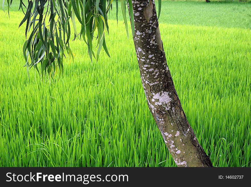 A tree behind the green paddy field of West Bengal-India. A tree behind the green paddy field of West Bengal-India.