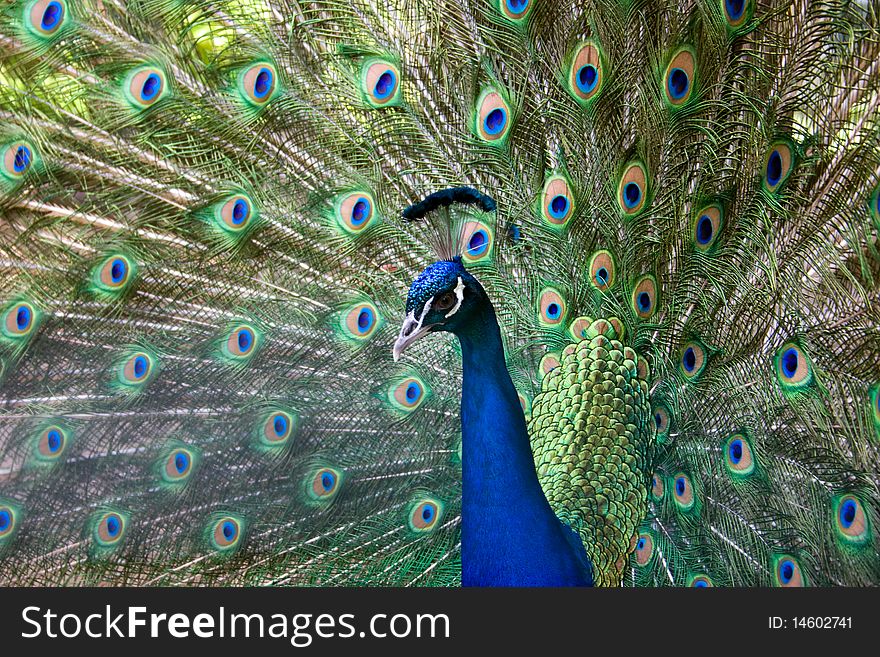 Peafowl displaing its beautiful plumage. Peafowl displaing its beautiful plumage