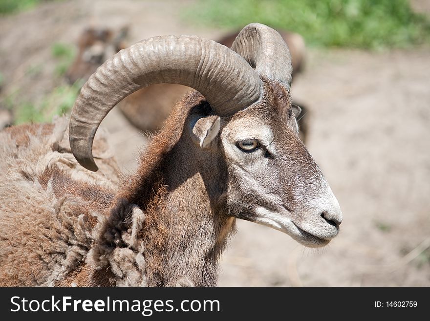 The mouflon (Ovis aries orientalis group) is a subspecies group of the wild sheep Ovis aries