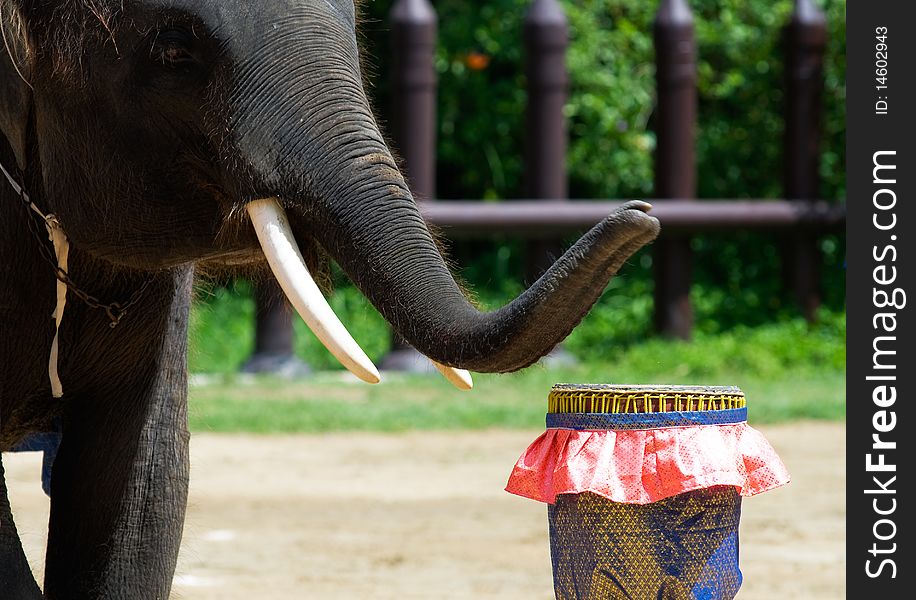 Elephant show in the zoo
