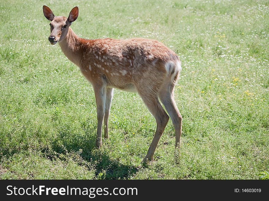 Dappled deer pricket in a open-air cage in a zoo