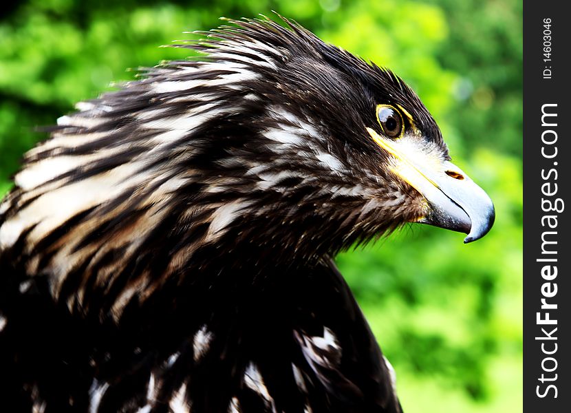 Portrait of an eagle in a professional fur-tree
