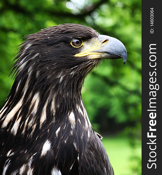 Portrait of an eagle in a professional fur-tree