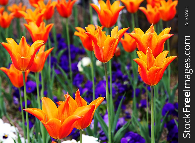 A photo of a field of orange tulips.