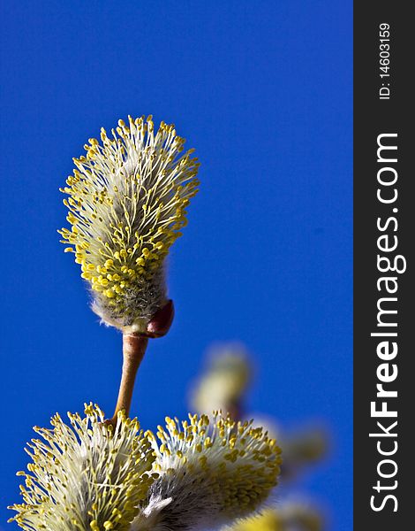 Pussy-willow buds, close up