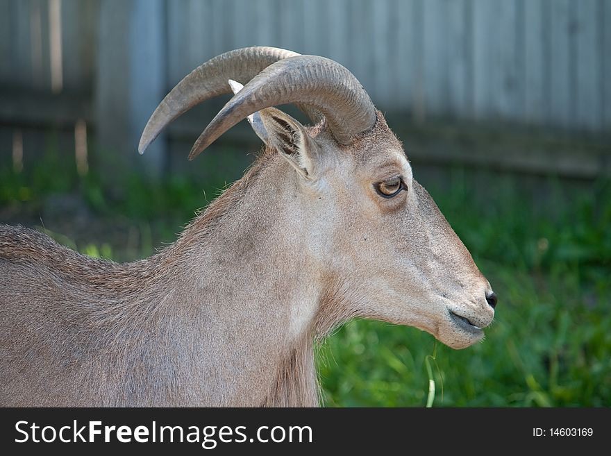 The Barbary Sheep (Ammotragus lervia)