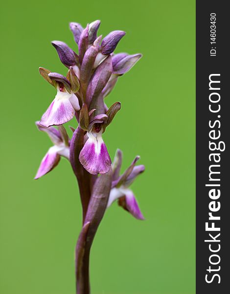 Fan-lipped orchid isolated on a white background.