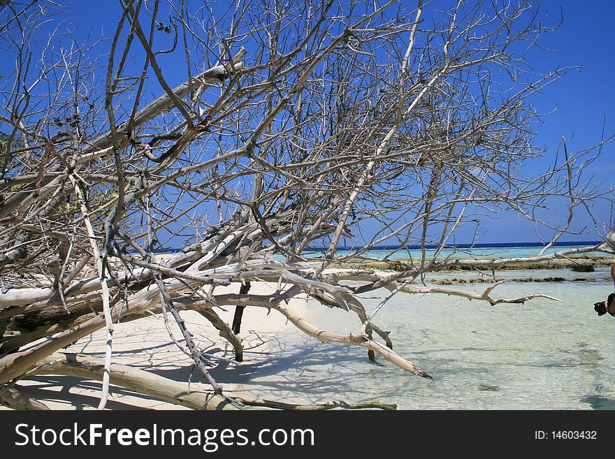 Asia,Maldive, landscapes unmanned atoll, with mangrove dry. Asia,Maldive, landscapes unmanned atoll, with mangrove dry