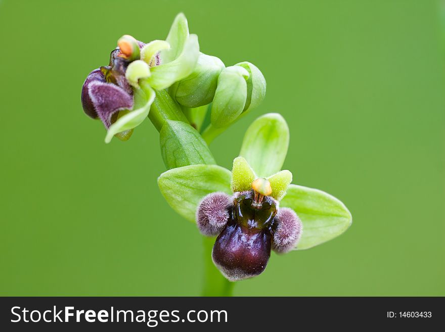 Bumblebee Orchid isolated on a green background