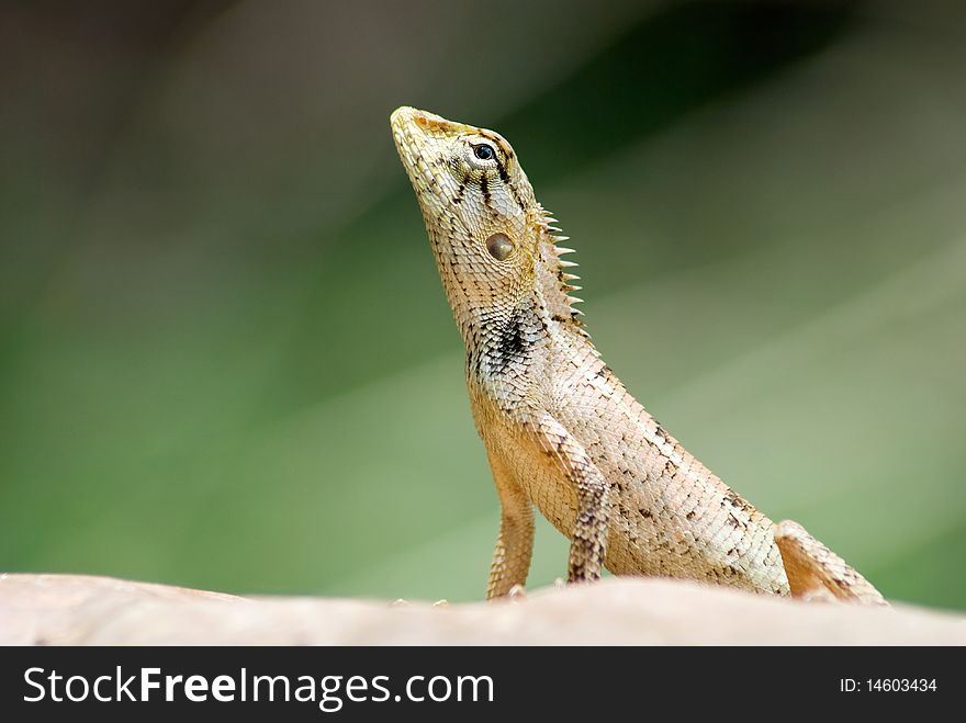 A chameleon on stone closed up