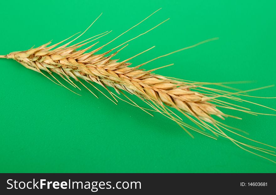 Wheat ear on green background