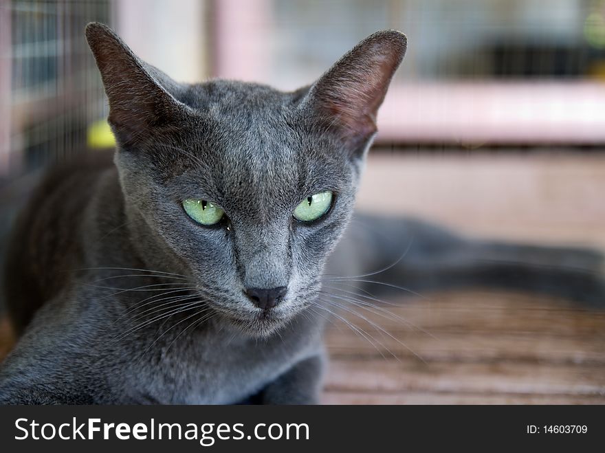 A Gray Cat