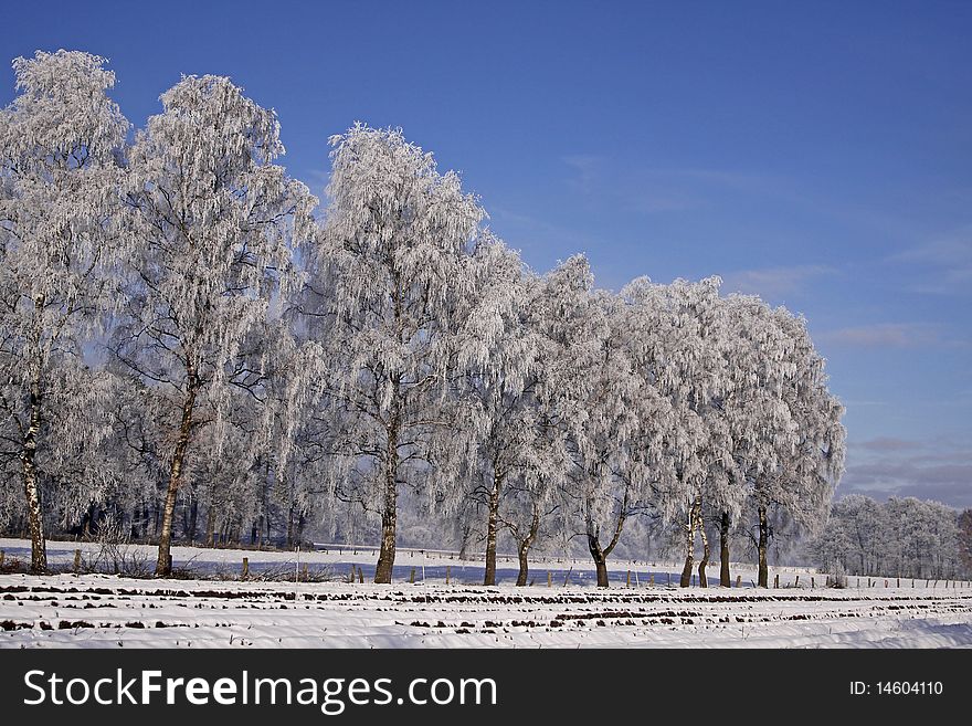 Birches on a field in winter, Bad Laer, Osnabruecker land, Lower Saxony, Germany, Europe. Birches on a field in winter, Bad Laer, Osnabruecker land, Lower Saxony, Germany, Europe