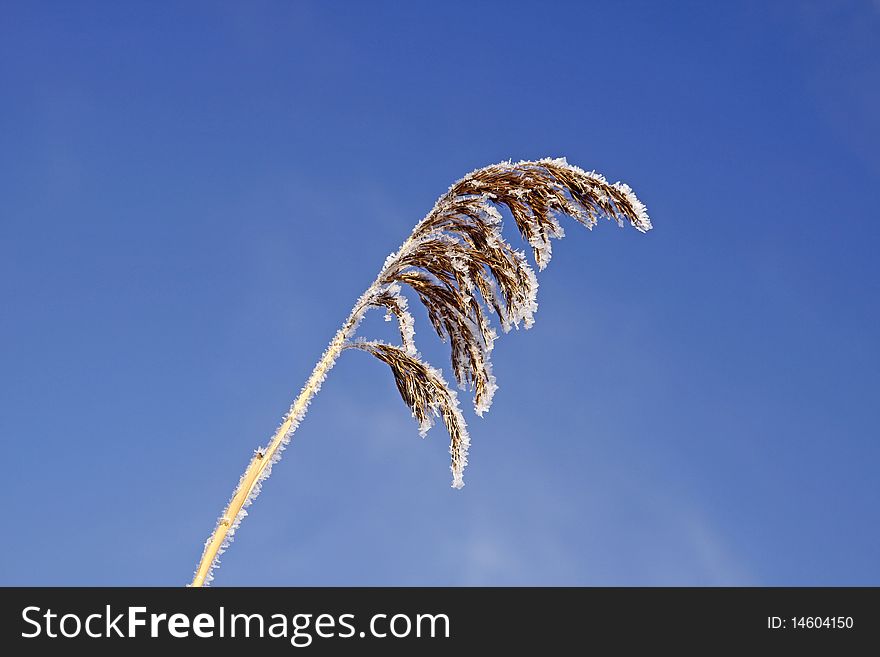 Common Reed In Winter, Germany