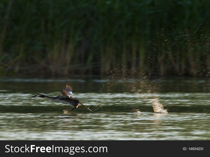 Great Crested Grebe Running