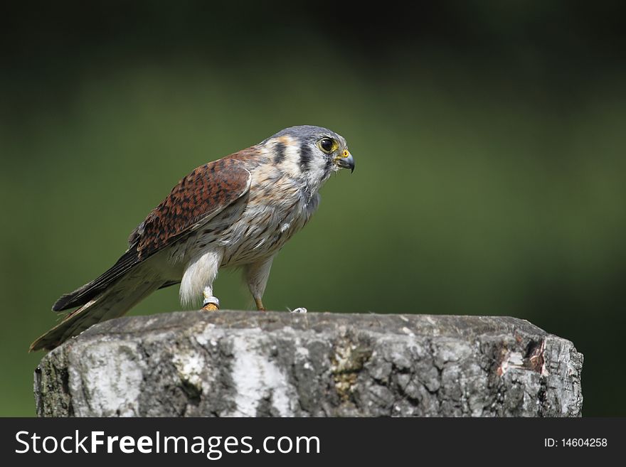 American kestrel on the stump