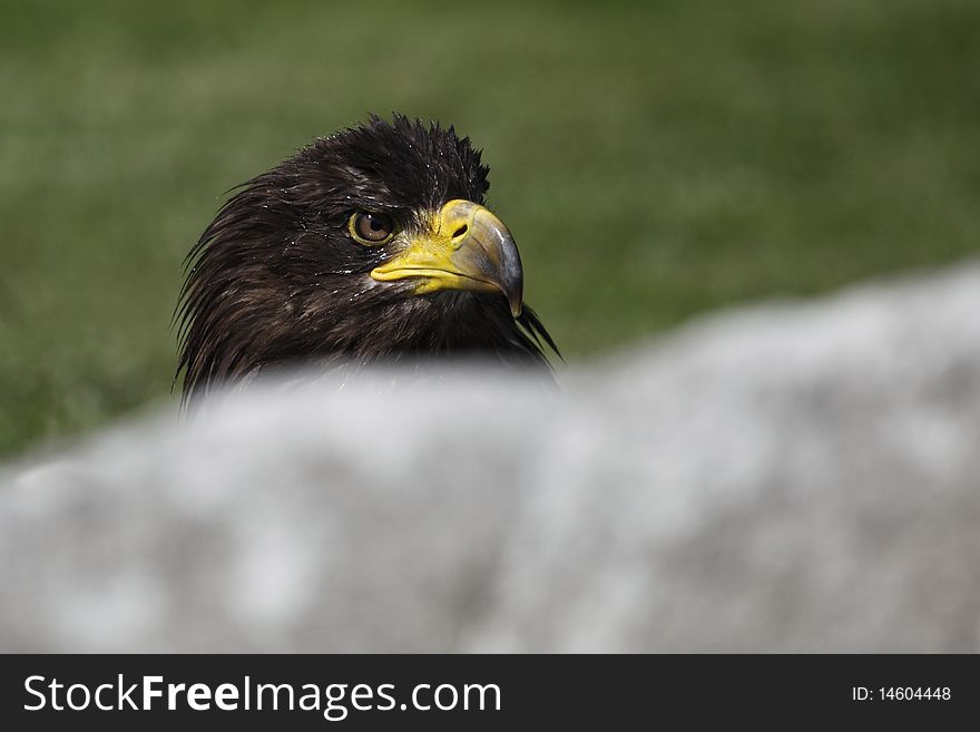 Detail Of White-tailed Eagle