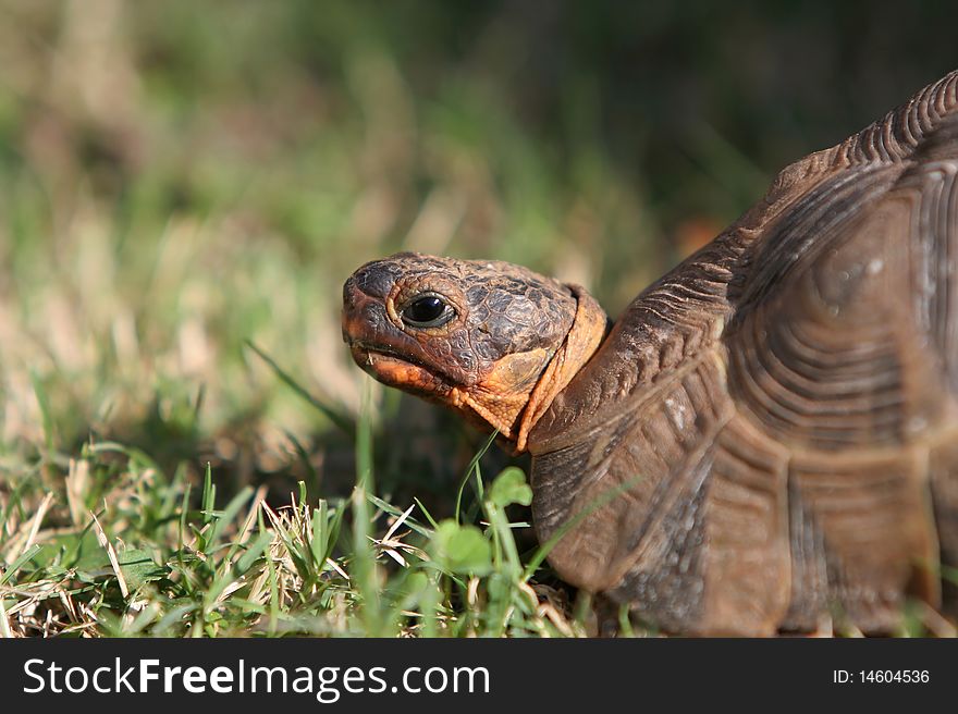 Angulate or Bowsprit tortoise portrait with green grass