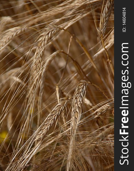 Natural corn in agriculture on gray background