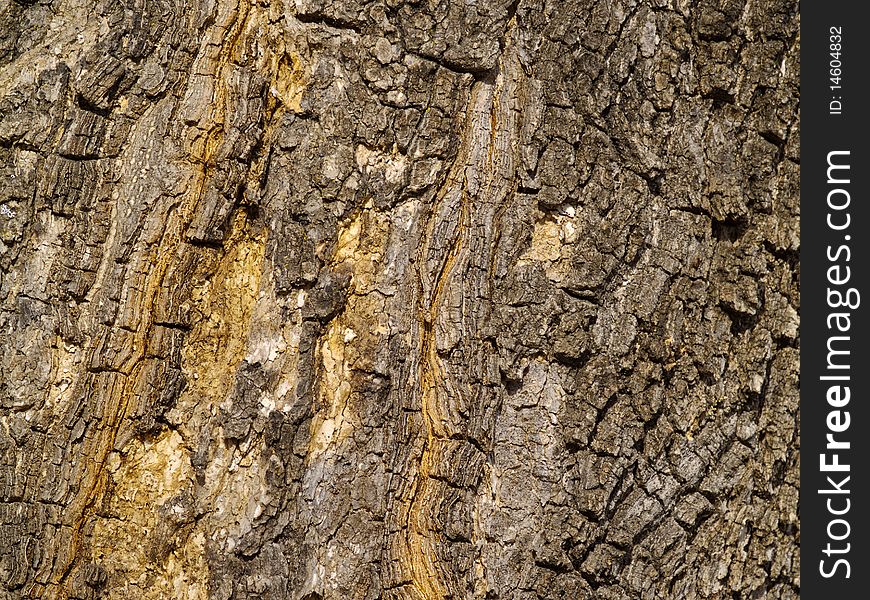 Background from a bark of an old tree