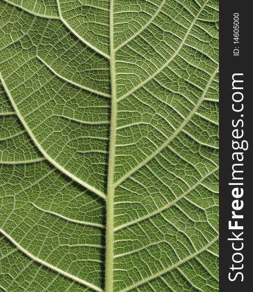 Full frame green leaf photograph of fig tree