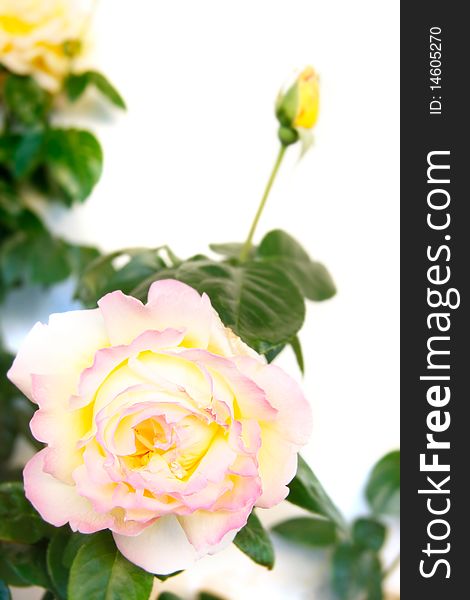 Beautiful roses over white background